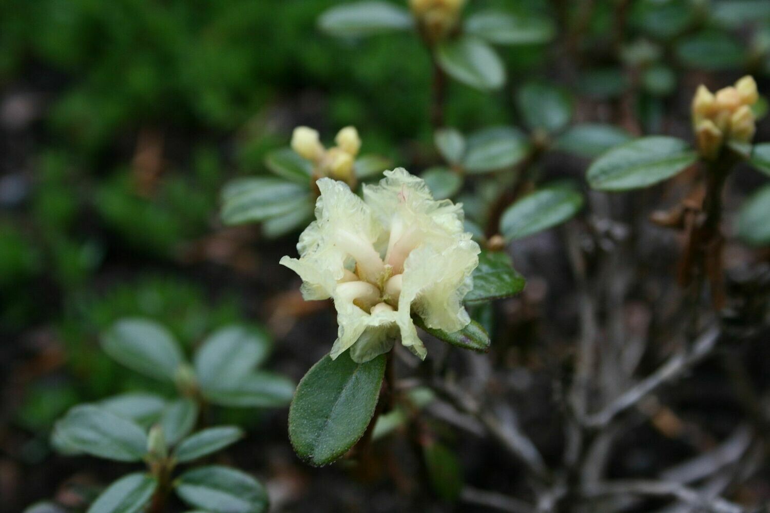 Rhododendron
