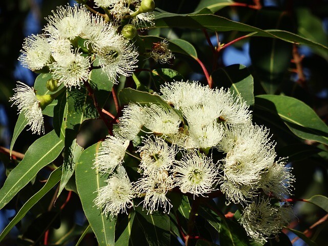 Eucalyptus radié
