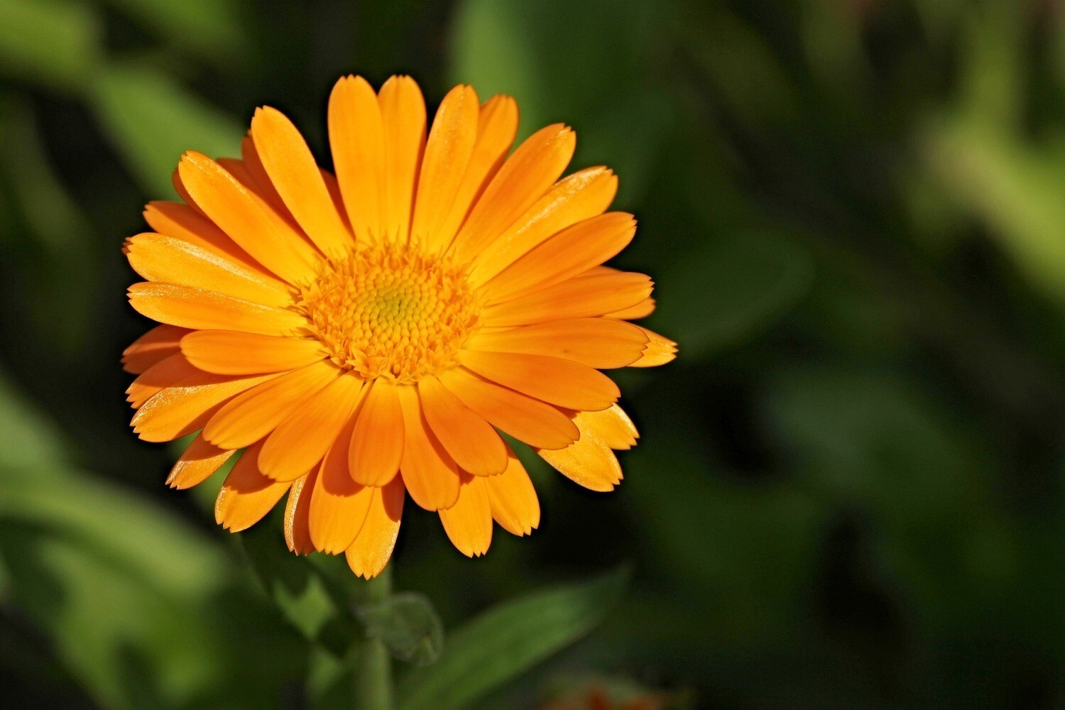 Calendula (macération solaire) Calendula (macération solaire)
