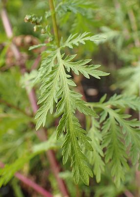 Armoise annuelle (artemisia annua)