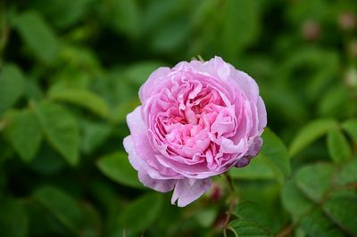​ Macérat de Rose centifolia sur base huile d&#39;argan BIO