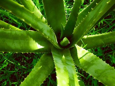Aloe vera bio 99.2%, liquide