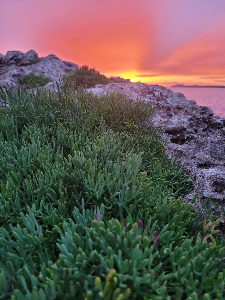 Photo de Criste marine, par Samuel Chabbey