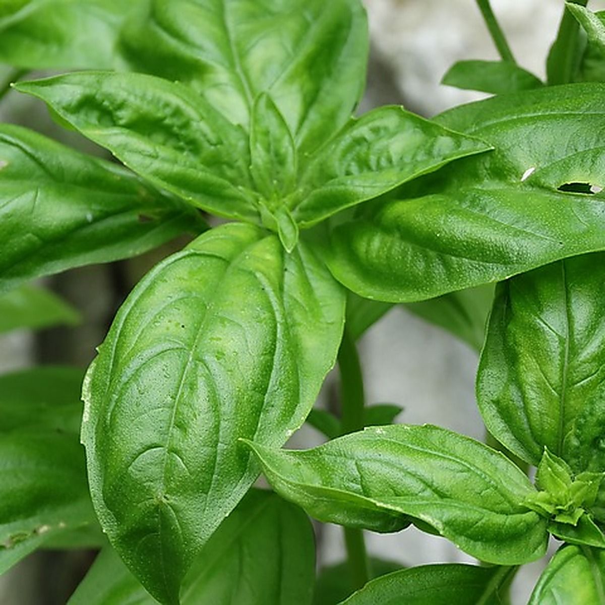 Huile essentielle de basilic bio et chémotypée (Ocimum basilicum)