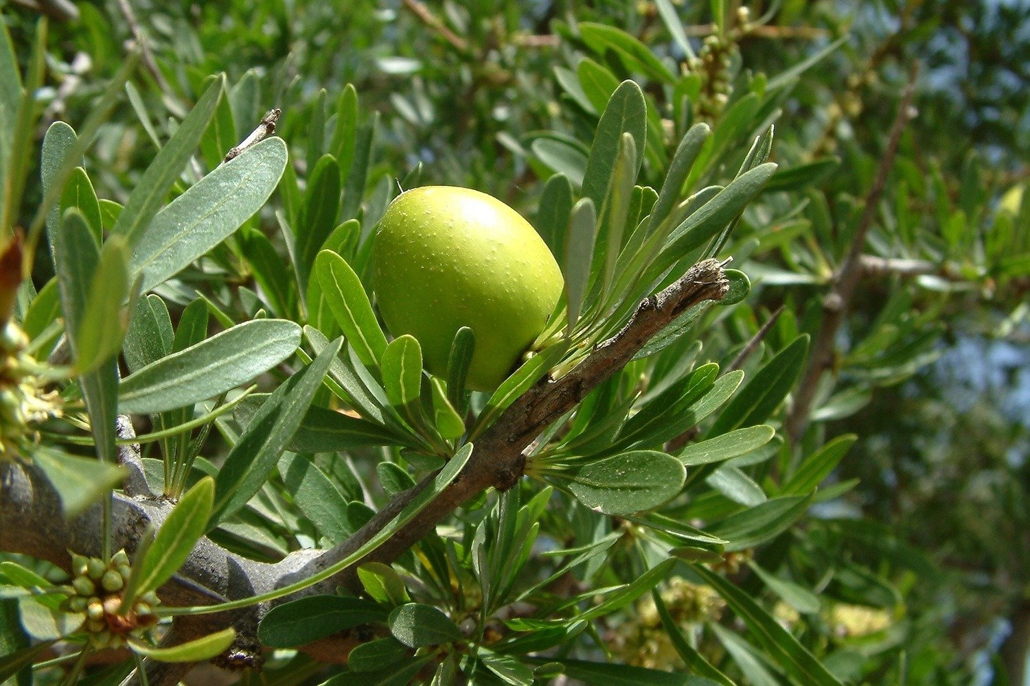Argan extra vierge Argan extra vierge