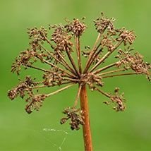 Angélique archangélique
