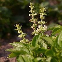 Basilic exotique