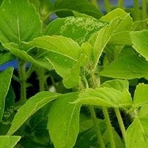 Basilic saint (Tulsi)