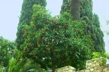 Bergamote