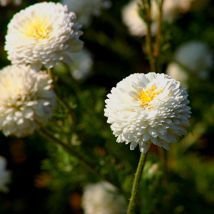 Camomille romaine