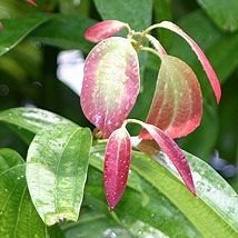 Cannelle de Ceylan (feuilles)