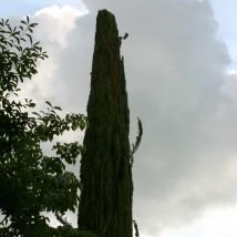 Cyprès toujours vert