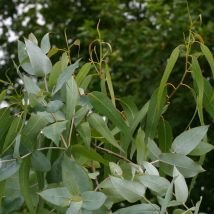 Eucalyptus radiata