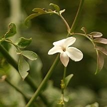 Jasmin royal (absolu)