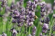 Lavande vraie (lavande officinale)