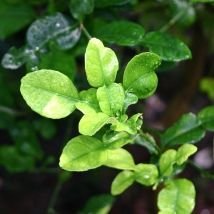 Limette (zeste)