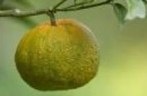 Mandarine verte