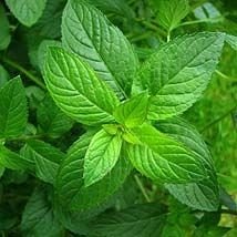Menthe poivrée