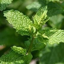 Menthe  verte