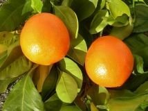 Orange douce