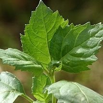Patchouli Patchouli