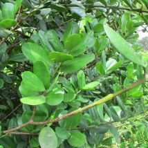 Quatre-épices (piment de la jamaïque)