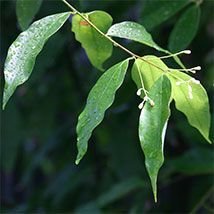 Ravintsare