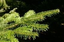 Sapin baumier