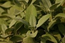 Sauge officinale