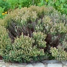 Thym à thymol