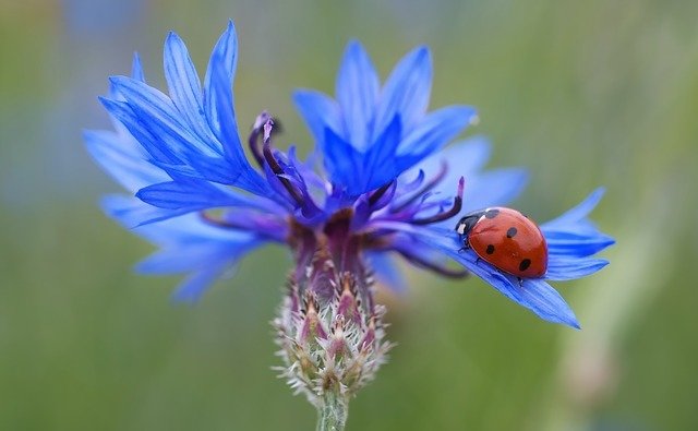 Bleuet