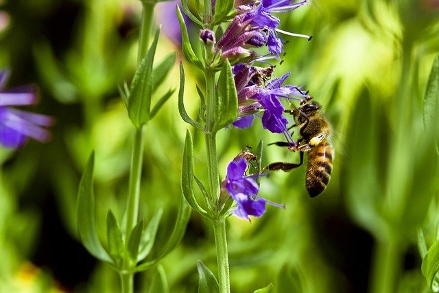 Hysope officinale Hysope officinale