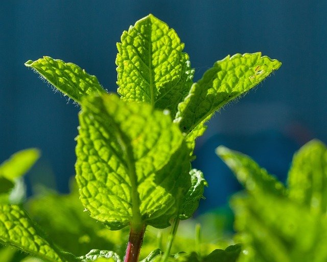 Menthe poivrée