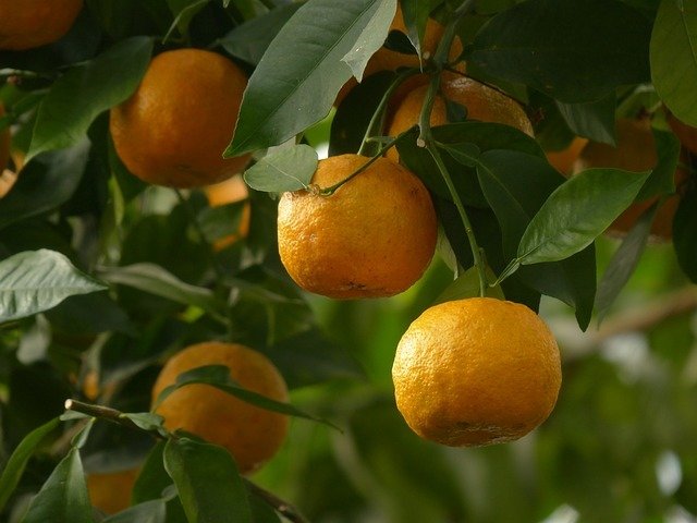 Petit grain mandarinier