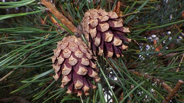 Pin sylvestre (sauvage) Pin sylvestre (sauvage)