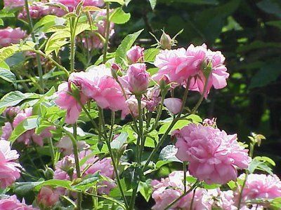 Rose de Damas premium
