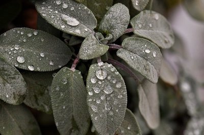 Sauge officinale