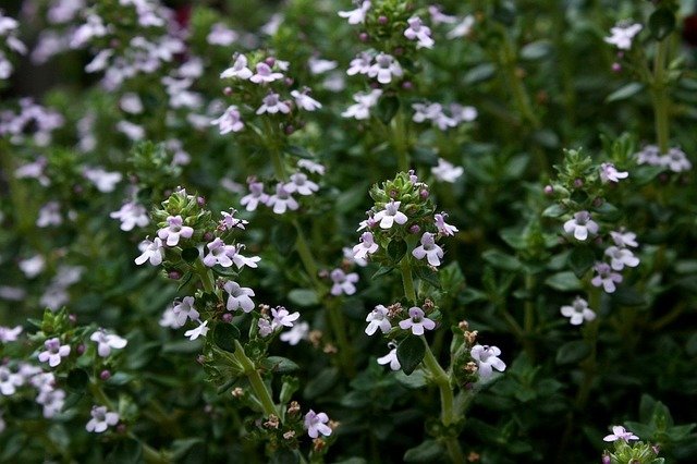 Thym sauvage à thuyanol