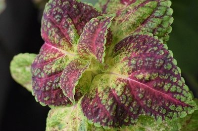 Shiso (perilla)