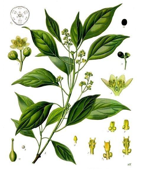 Bois de Hô