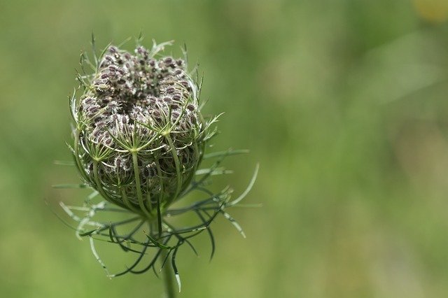 Carotte (semences)