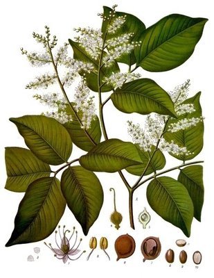 Copahu (copaiba)
