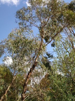 Eucalyptus polybractea  à cryptone