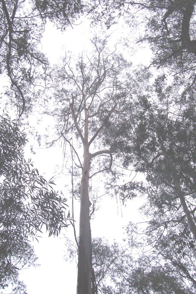 Eucalyptus smithii Eucalyptus smithii