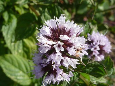 Menthe bergamote (citronnée)
