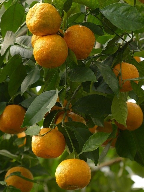 Orange amère