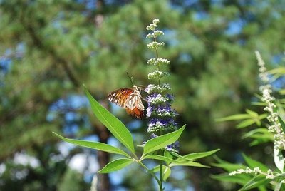 Vitex (Gattilier)