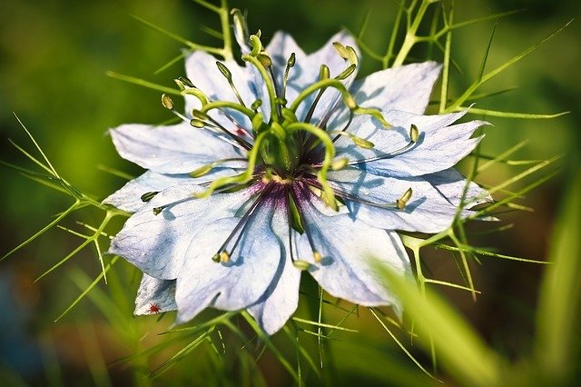 Nigelle Nigelle
