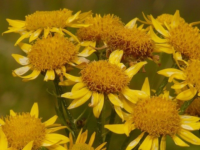 Arnica (macération)