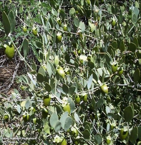 Jojoba extra vierge Jojoba extra vierge